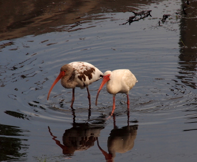 [Two ibises walk through the water creating ripples on the water's surface. The adult apperas to have only white feathers. The younger one has a light brown neck and head. Its body is a mixture of white and dark brown feathers.]